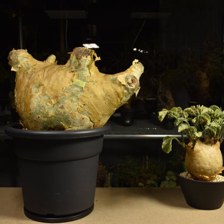 Cyphostemma uter macropus　キフォステンマ ウター マクロプス ベアルート株 6I14 芽吹きあり