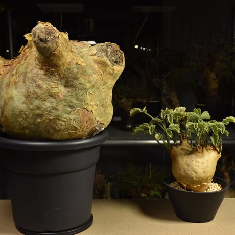 Cyphostemma uter macropus　キフォステンマ ウター マクロプス ベアルート株 6I1　芽吹きあり