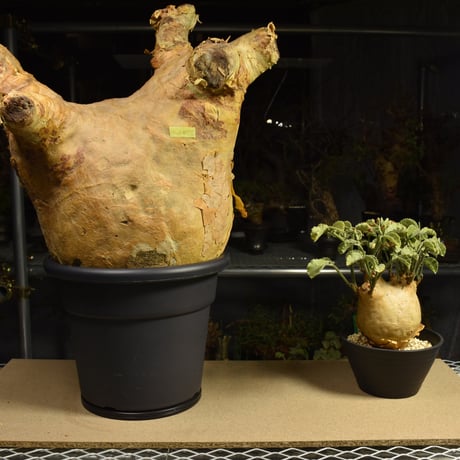 Cyphostemma uter macropus　キフォステンマ ウター マクロプス ベアルート株 6I4 芽吹きあり