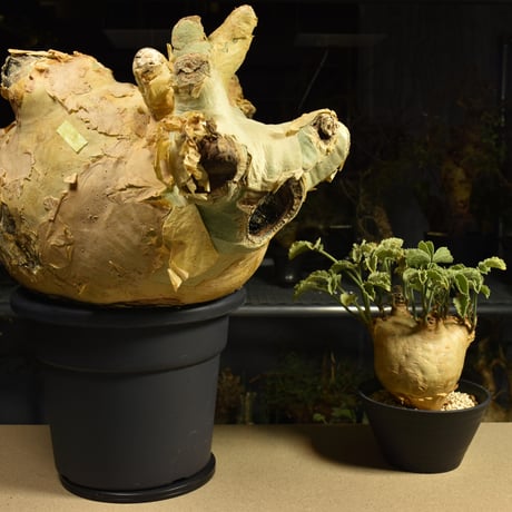 Cyphostemma uter macropus　キフォステンマ ウター マクロプス ベアルート株 6I2 芽吹きあり