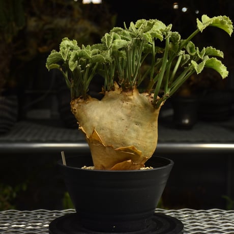 Cyphostemma uter var. macropus　キフォステンマ ウター マクロプス 発根済現地株 I61