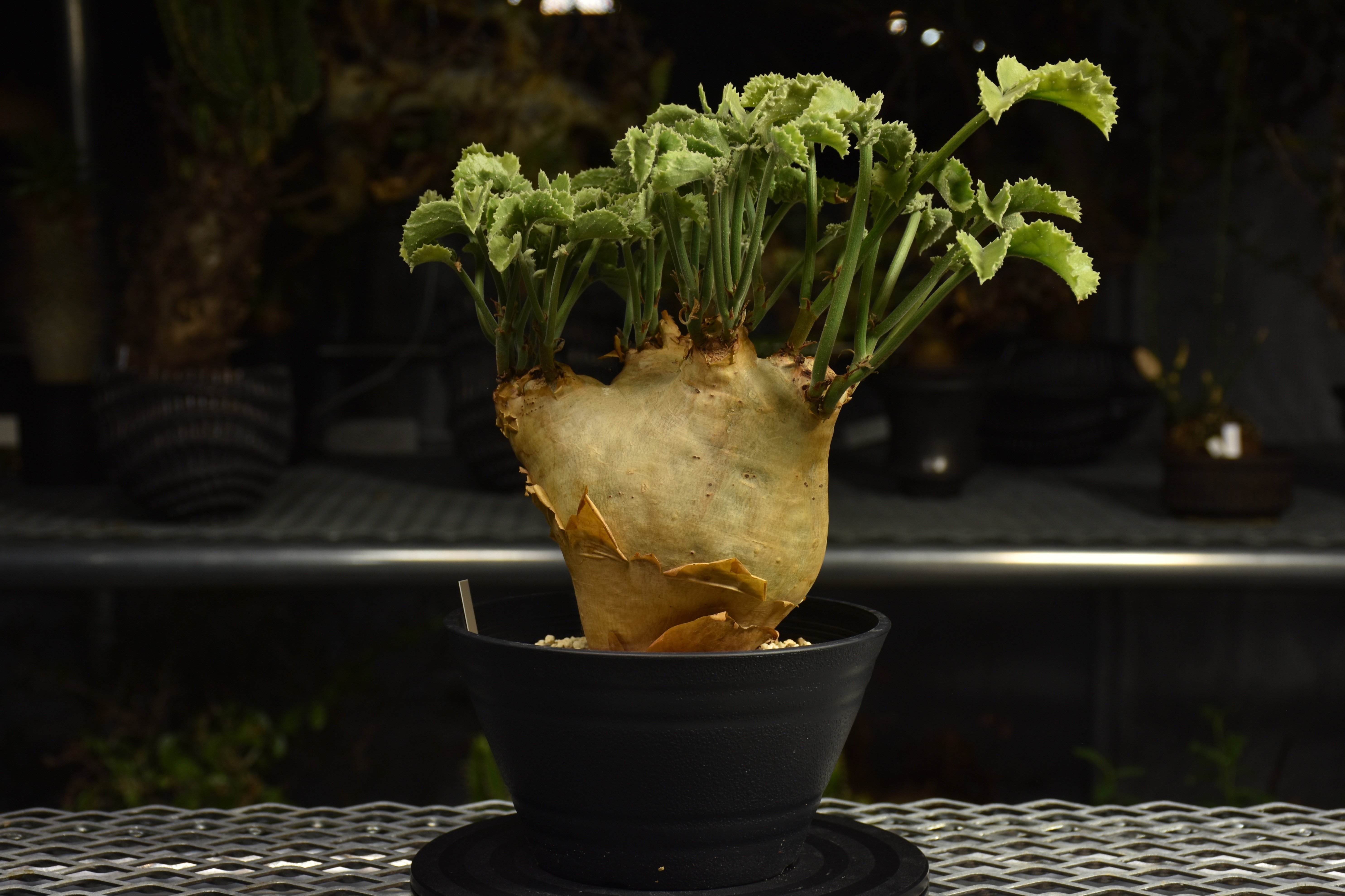 Cyphostemma uter var. macropus キフォステンマ ウター マクロプ