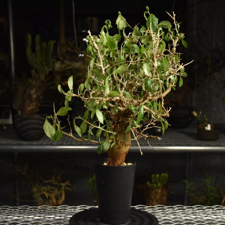 Commiphora habessinica コミフォラ ハベシニカ 発根済現地株 6B34