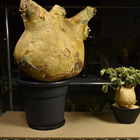 Cyphostemma uter macropus　キフォステンマ ウター マクロプス ベアルート株 6I16 芽吹きあり
