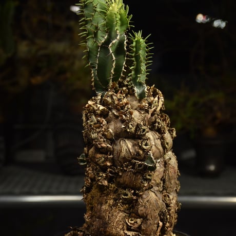 Euphorbia mlanjeana　ユーフォルビア ムランジーナ 発根済現地株 I89