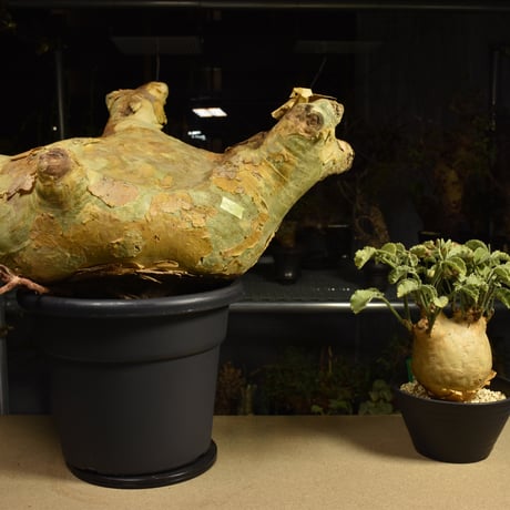 Cyphostemma uter macropus　キフォステンマ ウター マクロプス ベアルート株 6I9 芽吹きあり