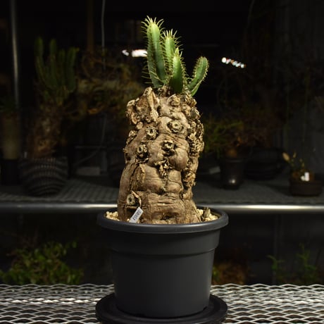 Euphorbia mlanjeana　ユーフォルビア ムランジーナ 発根済現地株 I88
