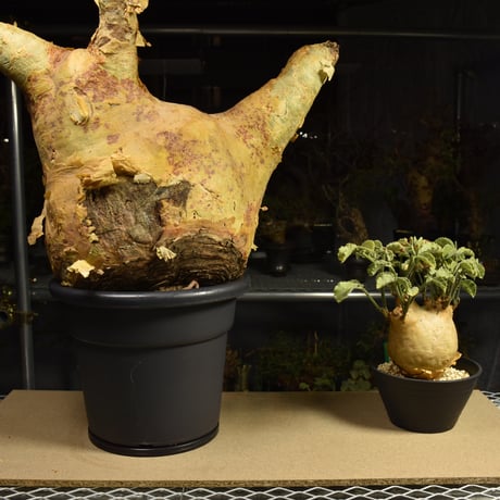 Cyphostemma uter macropus　キフォステンマ ウター マクロプス ベアルート株 6I4 芽吹きあり