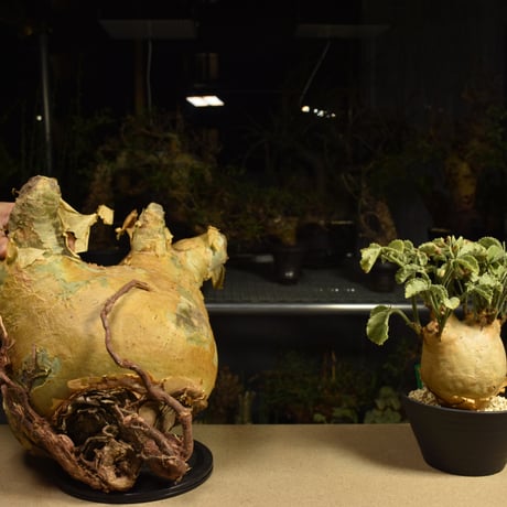 Cyphostemma uter macropus　キフォステンマ ウター マクロプス ベアルート株 6I11 芽吹きあり