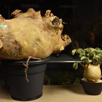 Cyphostemma uter macropus　キフォステンマ ウター マクロプス ベアルート株 6I12 芽吹きあり