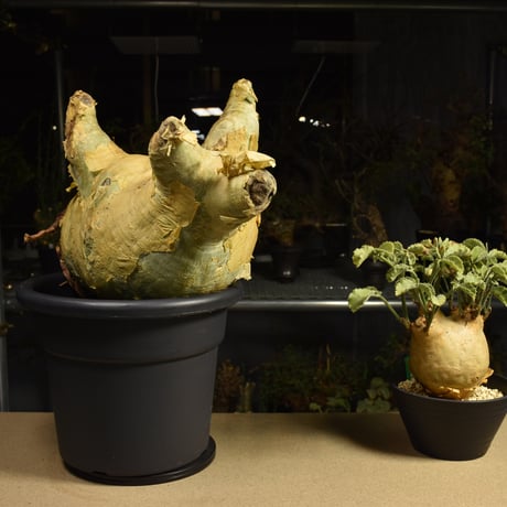 Cyphostemma uter macropus　キフォステンマ ウター マクロプス ベアルート株 6I7 芽吹きあり
