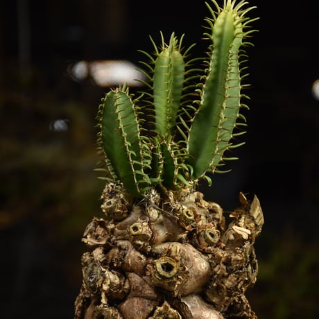 Euphorbia mlanjeana　ユーフォルビア ムランジーナ 発根済現地株 I88