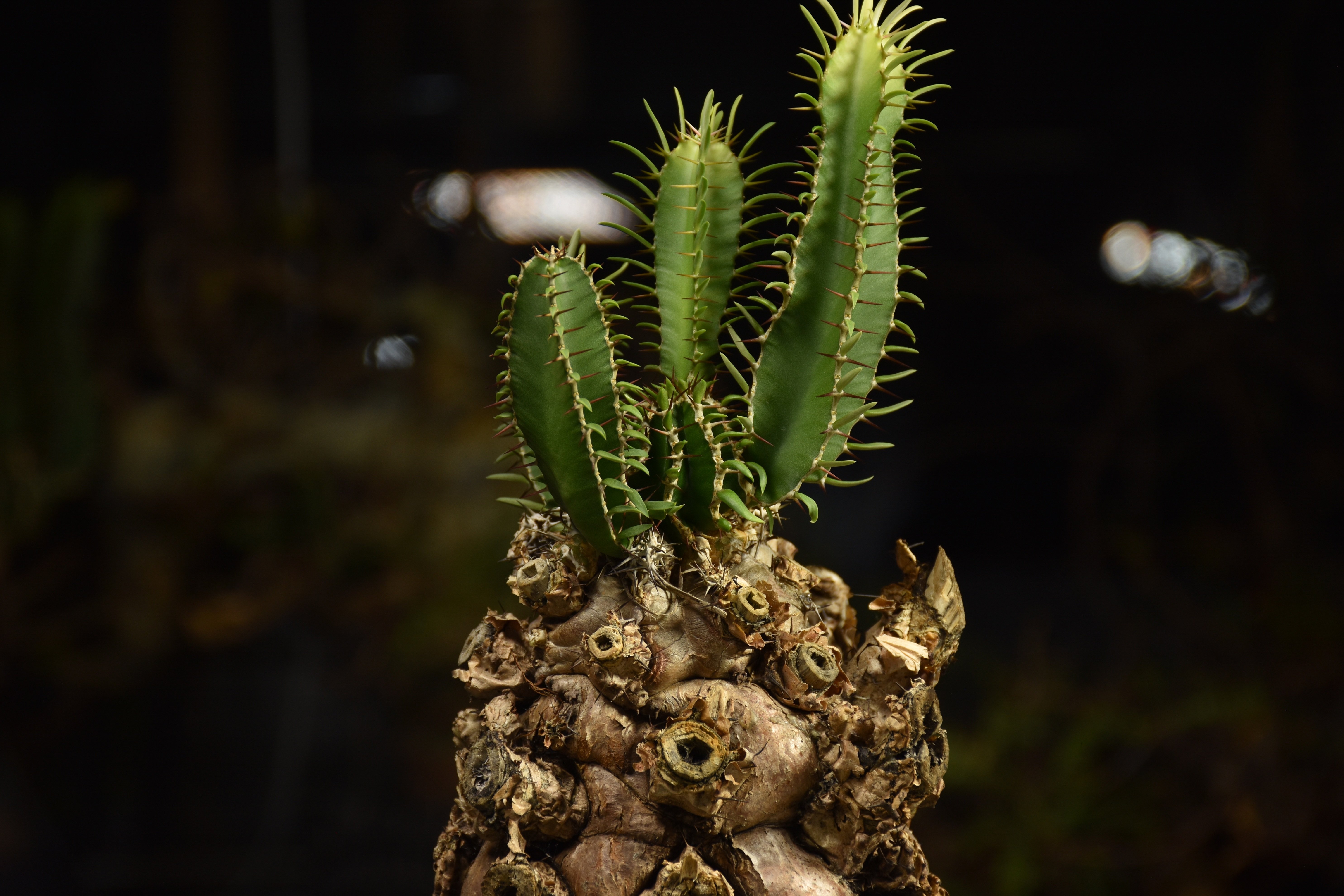 Euphorbia mlanjeana ユーフォルビア ムランジーナ 発根済現地株 I88 |