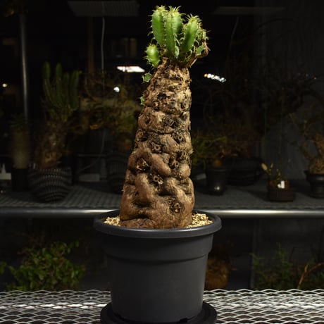 Euphorbia mlanjeana　ユーフォルビア ムランジーナ 発根済現地株 6DA37