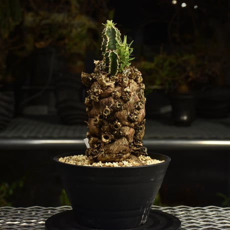 Euphorbia mlanjeana　ユーフォルビア ムランジーナ 発根済現地株 I90