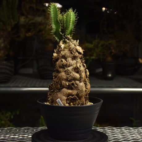 Euphorbia mlanjeana　ユーフォルビア ムランジーナ 発根済現地株 I87