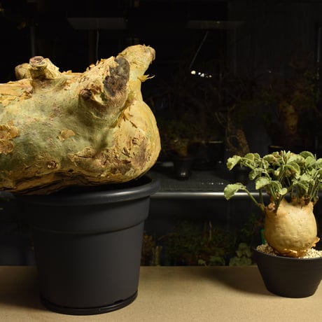Cyphostemma uter macropus　キフォステンマ ウター マクロプス ベアルート株 6I3 芽吹きあり