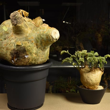 Cyphostemma uter macropus　キフォステンマ ウター マクロプス ベアルート株 6I1　芽吹きあり