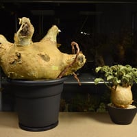 Cyphostemma uter macropus　キフォステンマ ウター マクロプス ベアルート株 6I7 芽吹きあり