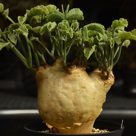Cyphostemma uter var. macropus　キフォステンマ ウター マクロプス 発根済現地株 I61