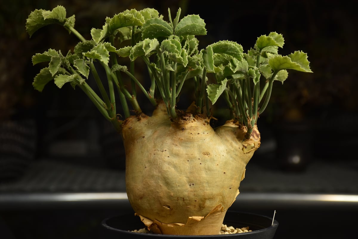 Cyphostemma uter var. macropus キフォステンマ ウター マクロプ