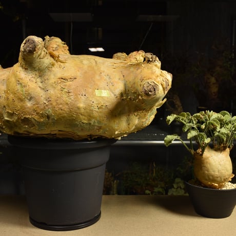 Cyphostemma uter macropus　キフォステンマ ウター マクロプス ベアルート株 6I3 芽吹きあり