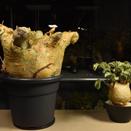 Cyphostemma uter macropus　キフォステンマ ウター マクロプス ベアルート株 6I11 芽吹きあり