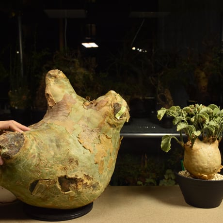 Cyphostemma uter macropus　キフォステンマ ウター マクロプス ベアルート株 6I13 芽吹きあり