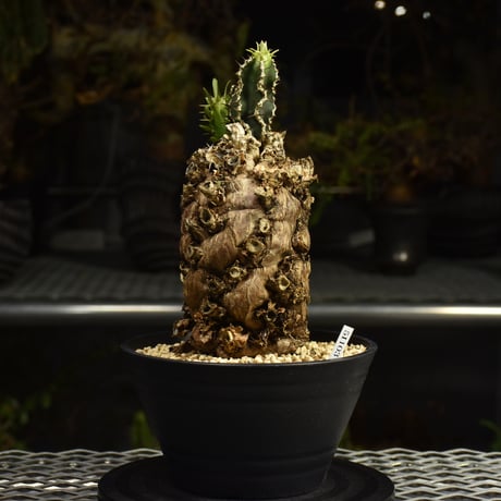 Euphorbia mlanjeana　ユーフォルビア ムランジーナ 発根済現地株 I90
