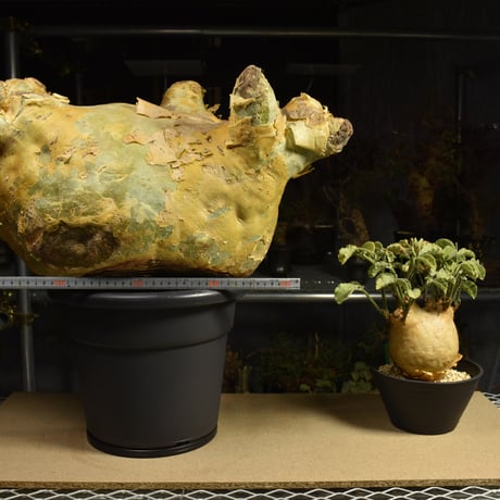 Cyphostemma uter macropus　キフォステンマ ウター マクロプス ベアルート株 6I10 芽吹きあり