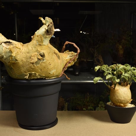 Cyphostemma uter macropus　キフォステンマ ウター マクロプス ベアルート株 6I7 芽吹きあり