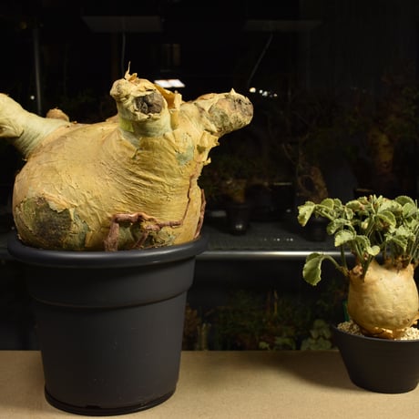Cyphostemma uter macropus　キフォステンマ ウター マクロプス ベアルート株 6I11 芽吹きあり
