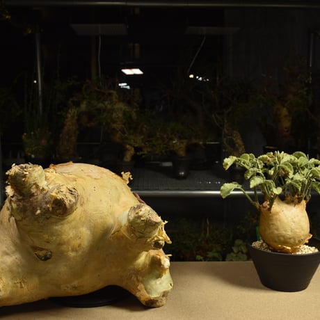 Cyphostemma uter macropus　キフォステンマ ウター マクロプス ベアルート株 6I8 芽吹きあり