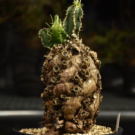 Euphorbia mlanjeana　ユーフォルビア ムランジーナ 発根済現地株 I90