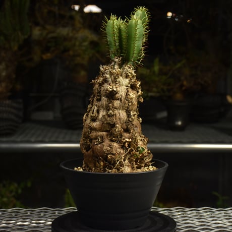 Euphorbia mlanjeana　ユーフォルビア ムランジーナ 発根済現地株 I87