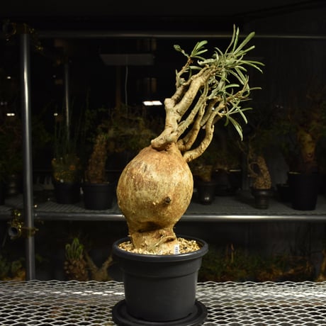 Adenium Somalense アデニウム ソマレンセ 発根済現地株 6H4