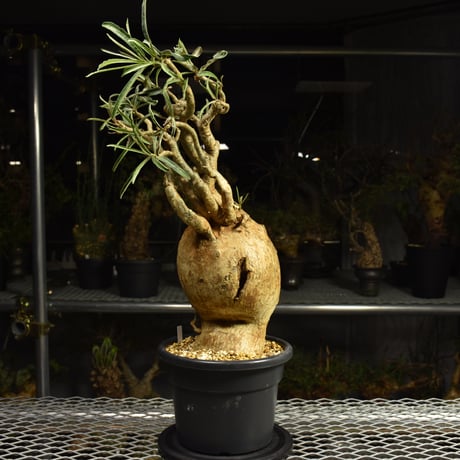 Adenium Somalense アデニウム ソマレンセ 発根済現地株 6H4