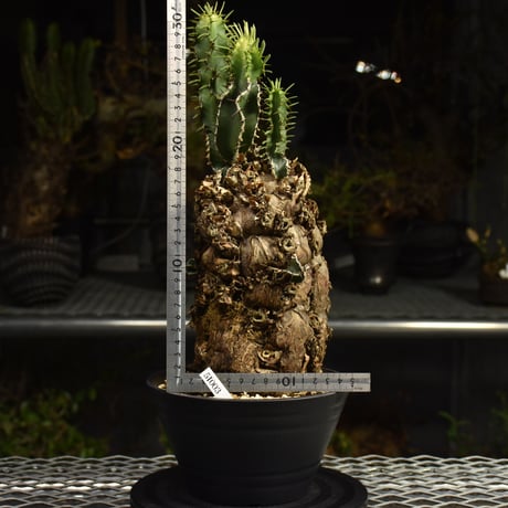 Euphorbia mlanjeana　ユーフォルビア ムランジーナ 発根済現地株 I89