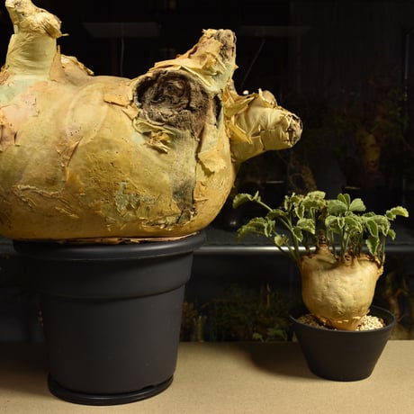 Cyphostemma uter macropus　キフォステンマ ウター マクロプス ベアルート株 6I2 芽吹きあり