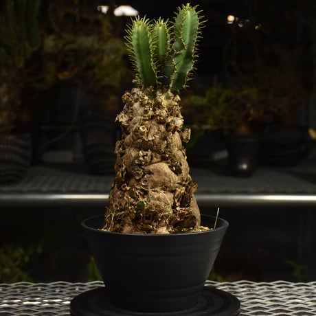 Euphorbia mlanjeana　ユーフォルビア ムランジーナ 発根済現地株 I87