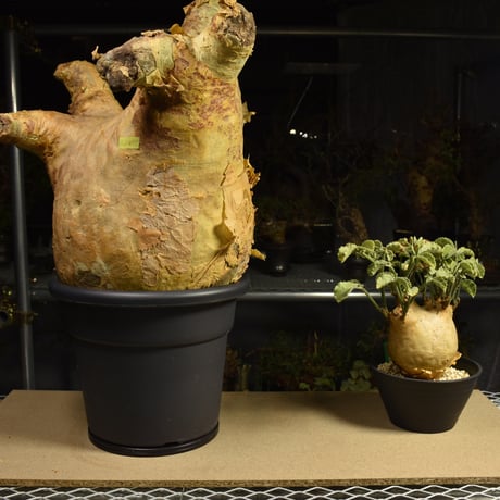 Cyphostemma uter macropus　キフォステンマ ウター マクロプス ベアルート株 6I4 芽吹きあり