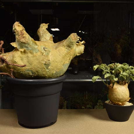 Cyphostemma uter macropus　キフォステンマ ウター マクロプス ベアルート株 6I7 芽吹きあり