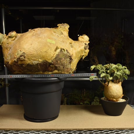 Cyphostemma uter macropus　キフォステンマ ウター マクロプス ベアルート株 6I6 芽吹きあり