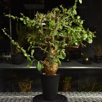 Commiphora habessinica コミフォラ ハベシニカ 発根済現地株 6B36