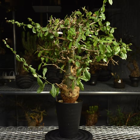 コミフォラ 発根済 塊根植物 良株 発根済 インテリア コーデックス オシャレ コミフォラ | STORES