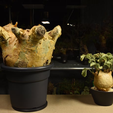 Cyphostemma uter macropus　キフォステンマ ウター マクロプス ベアルート株 6I11 芽吹きあり