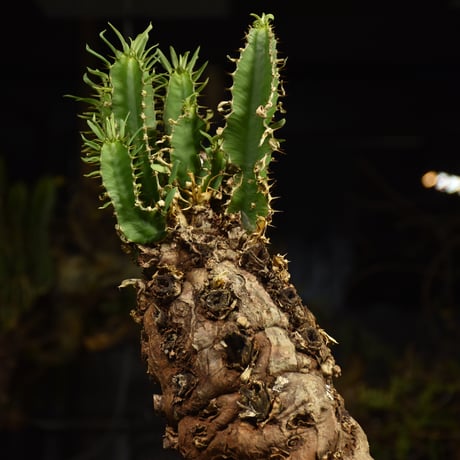 Euphorbia mlanjeana　ユーフォルビア ムランジーナ 発根済現地株 6DA36