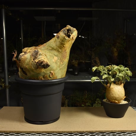 Cyphostemma uter macropus　キフォステンマ ウター マクロプス ベアルート株 6I5 芽吹きあり