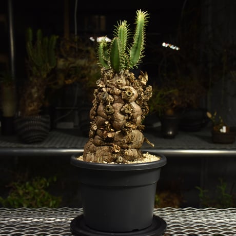 Euphorbia mlanjeana　ユーフォルビア ムランジーナ 発根済現地株 I88