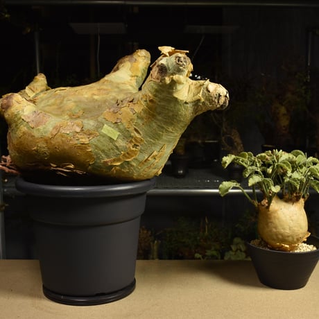 Cyphostemma uter macropus　キフォステンマ ウター マクロプス ベアルート株 6I9 芽吹きあり